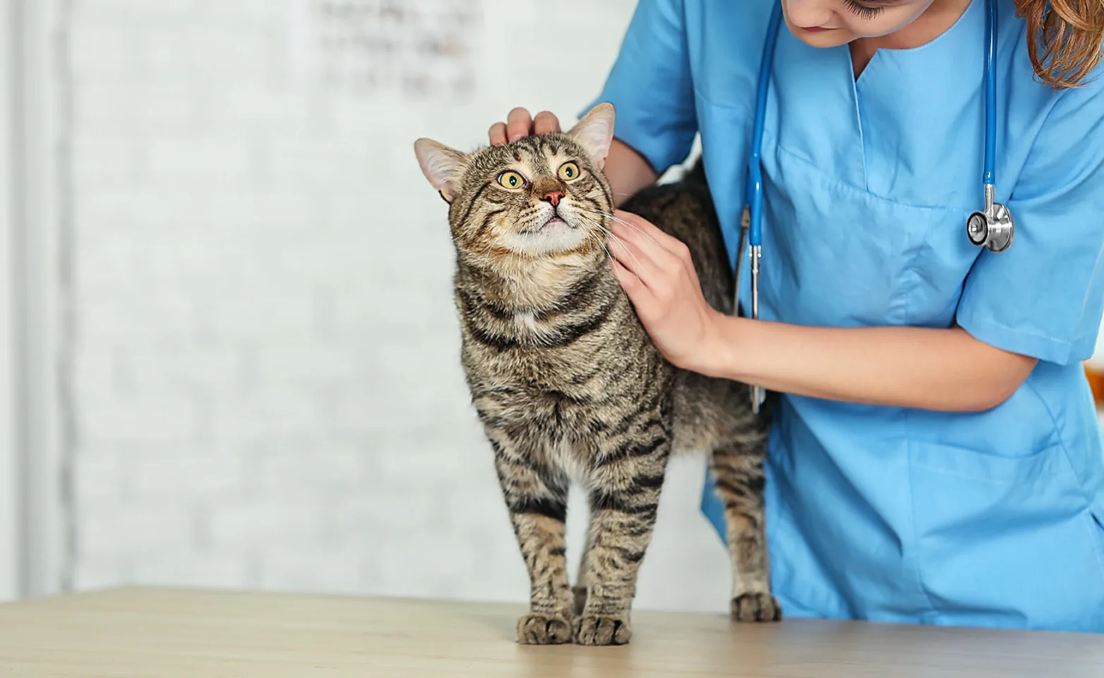 Female doctor holding cat on table